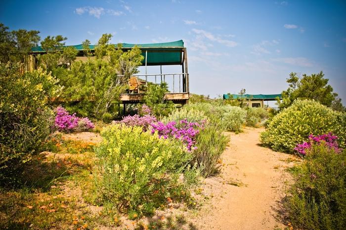 Agama Tented Camp Luxury tent